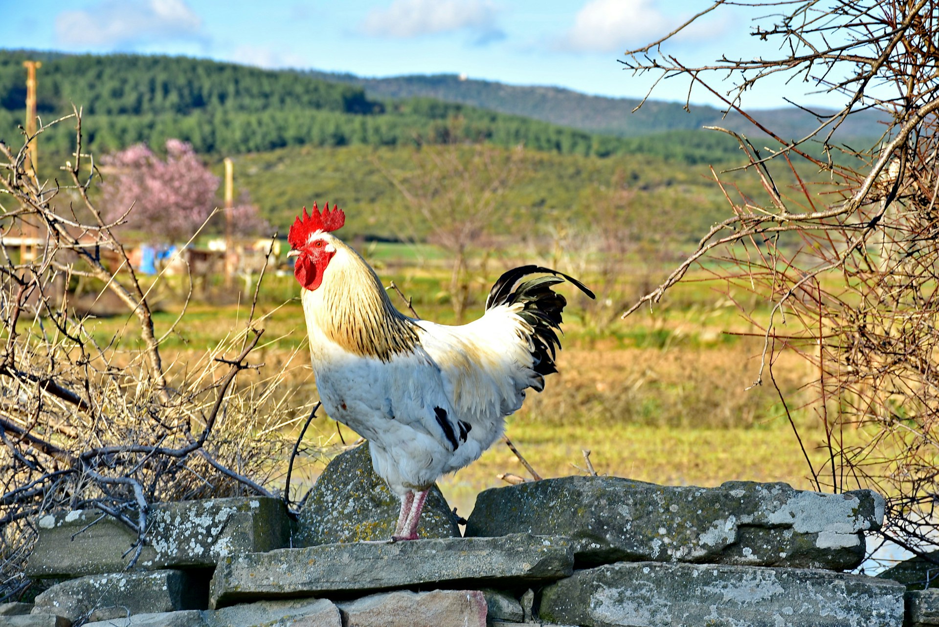 Alimentación ideal para aves y gallos Clave para una salud óptima y un desarrollo sostenible.jpg